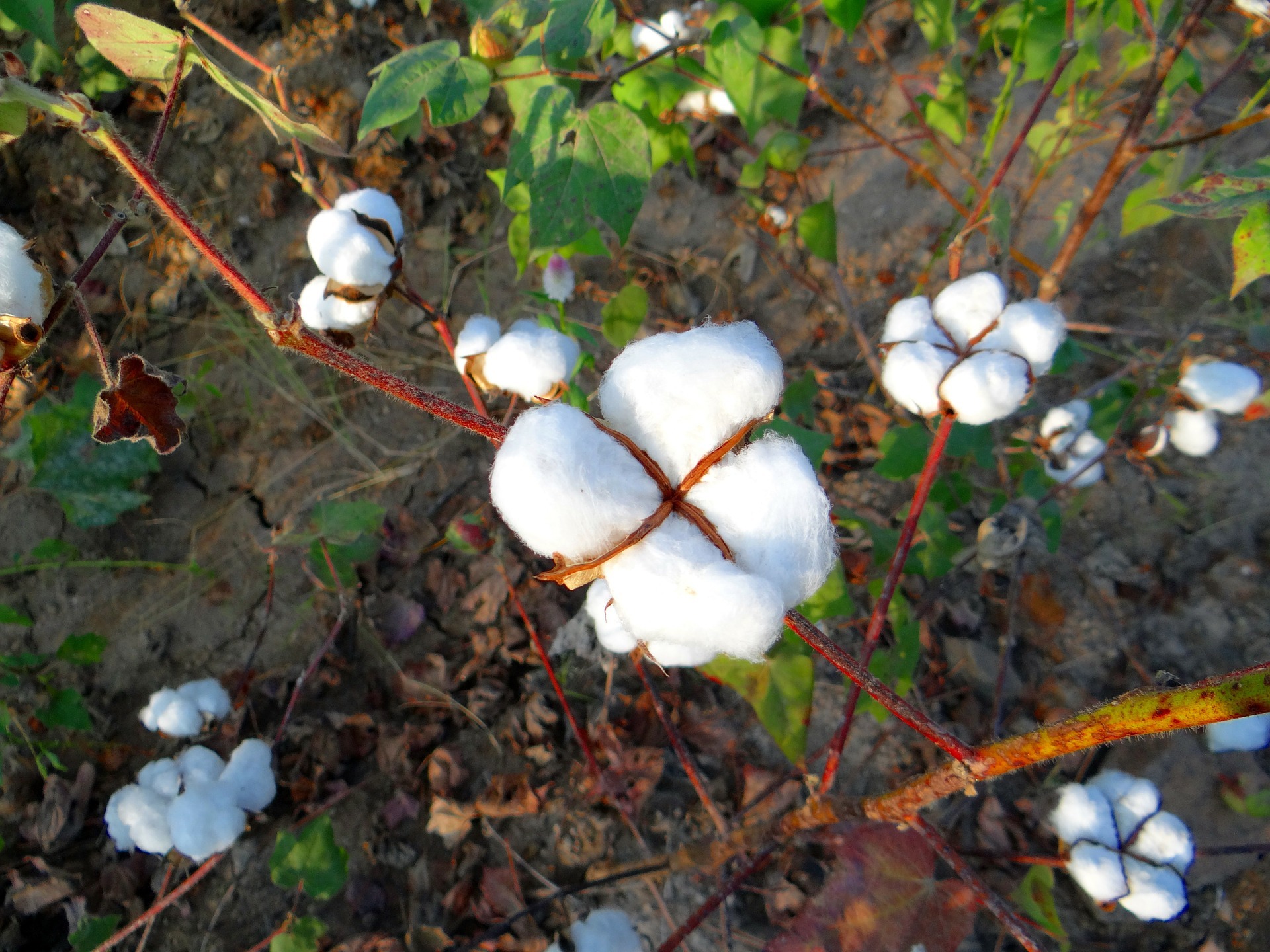 Bio-Baumwolle Cotton Organic Fair Trade