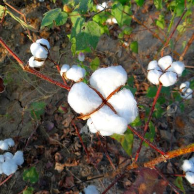 Bio-Baumwolle Cotton Organic Fair Trade